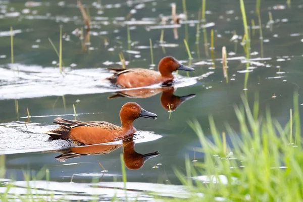 Twee Kaneel Teal Zwemmen Het Water Bij Coeur Alene Idaho — Stockfoto