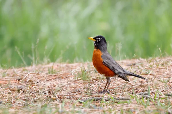 Robin Americano Piedi Erba Parco Coeur Alene Idaho — Foto Stock