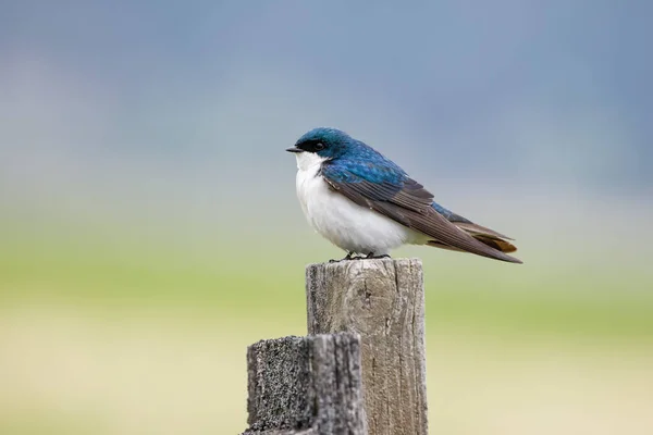 Small Tree Swallow Rests Wooden Post Coeur Alene Idaho — Stock Photo, Image