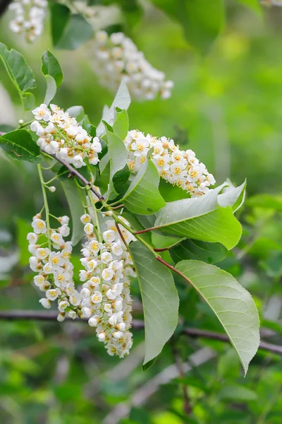 Närbild Ett Kluster Små Vita Blommor Ett Träd Coeur Alene — Stockfoto