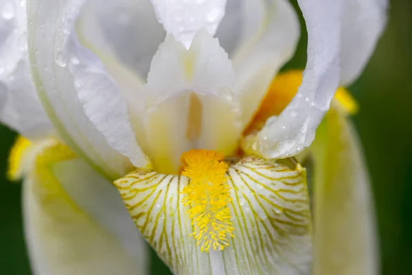 工作室里一朵漂亮的白色虹膜花的特写宏观照片 — 图库照片