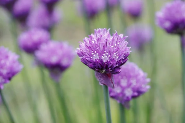 Primer Plano Flores Cebollino Púrpura Jardín Norte Idaho — Foto de Stock