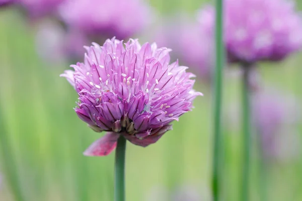 Primer Plano Flores Cebollino Púrpura Jardín Norte Idaho — Foto de Stock