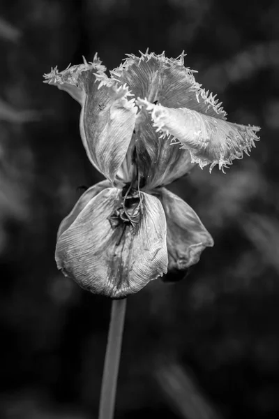 Kuzey Idaho Tek Bir Iris Çiçeğinin Siyah Beyaz Fotoğrafı — Stok fotoğraf