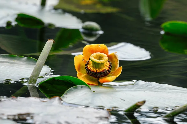 Eine Hübsche Gelbe Seerose Umgeben Von Lilienblüten Ruhigem Wasser Fernan — Stockfoto