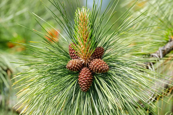 Una Foto Cerca Naturaleza Racimo Piñas Pino Coeur Alene Idaho — Foto de Stock