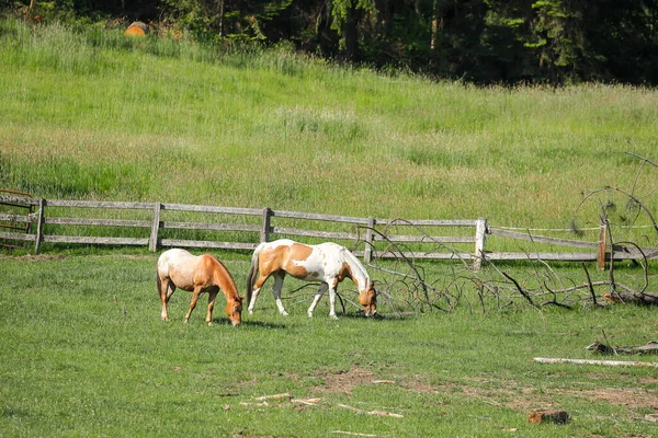 Two Horses Grazing Grassy Field Harrison Idaho — Stock Photo, Image