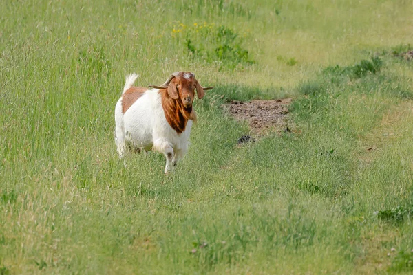 大きな角を持つヤギは アイダホ州セントメアリー近くの牧草地で草の中を歩く — ストック写真
