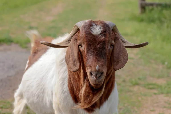 Nahaufnahme Einer Ziege Mit Großen Hörnern Der Nähe Von Maries — Stockfoto