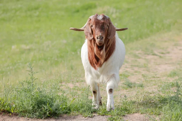 Een Geit Met Grote Hoorns Loopt Een Pad Een Weiland — Stockfoto