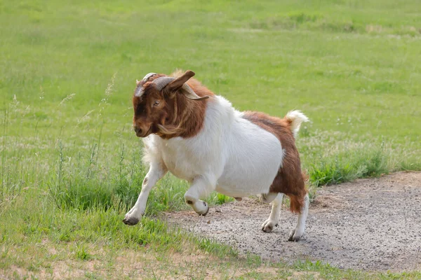 Una Cabra Con Cuernos Grandes Corre Alrededor Pasto Cerca Maries — Foto de Stock