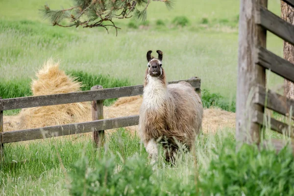Lama Med Full Päls Hår Ett Gräsfält Nära Maries Idaho — Stockfoto