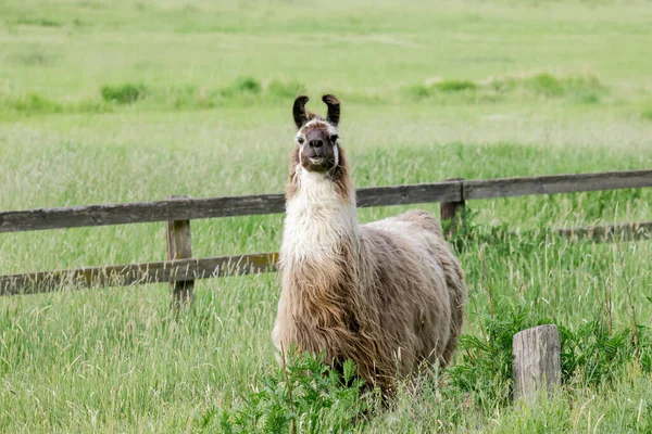 アイダホ州セントメアリー近くの芝生のフィールドで髪の毛の完全なコートを持つラマ — ストック写真