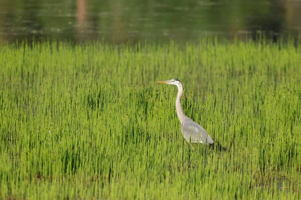 Large Great Blue Heron Wades Water Tall Grass Harrison Idaho — Stock Photo, Image