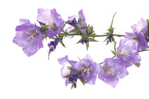 Une Photo Conceptuelle Fleurs Violettes Sur Fond Blanc — Photo