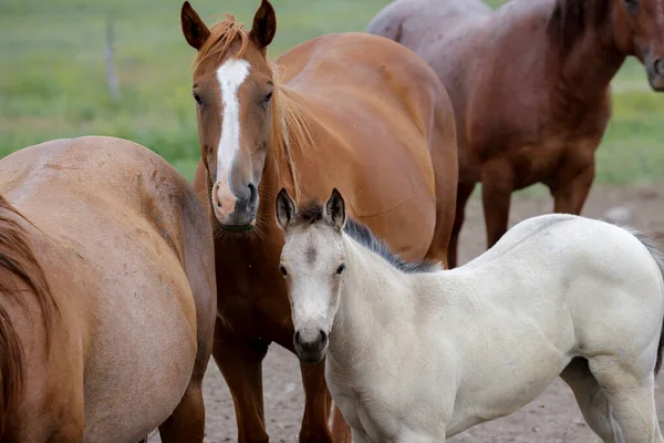 Simpatico Pony Bianco Piedi Tra Cavalli Adulti Vicino Polson Montana — Foto Stock