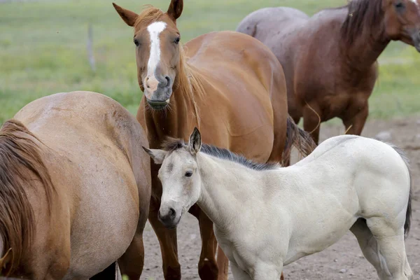 Simpatico Pony Bianco Piedi Tra Cavalli Adulti Vicino Polson Montana — Foto Stock