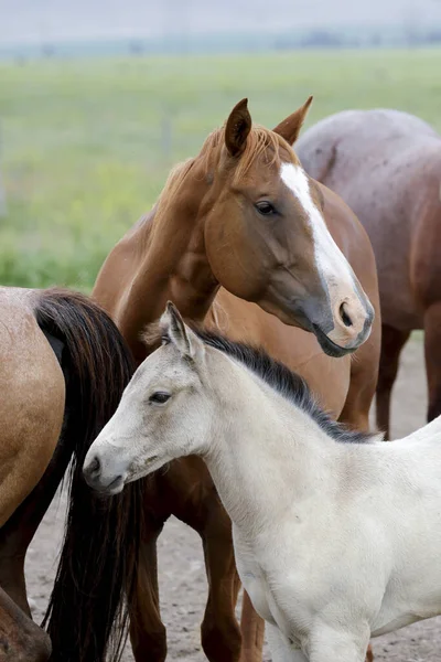 Intimní Portrét Mladého Bílého Poníka Stojícího Dospělým Koněm Poblíž Polsonu — Stock fotografie