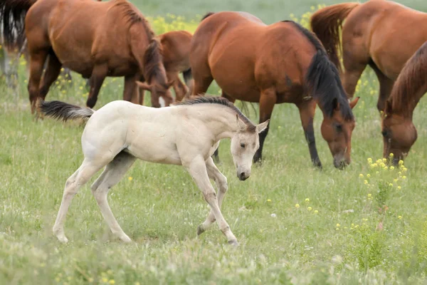 Cute White Pony Runs Pasture Polson Montana — Stock Photo, Image