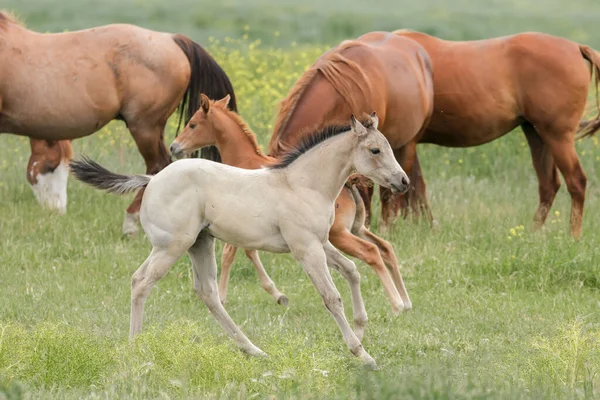 Simpatico Pony Bianco Corre Intorno Pascolo Vicino Polson Montana — Foto Stock