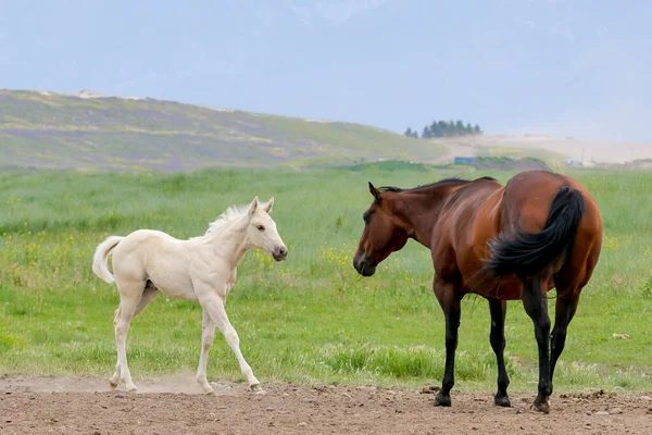Roztomilý Bílý Poník Kráčí Dospělému Koni Poblíž Polson Montana — Stock fotografie