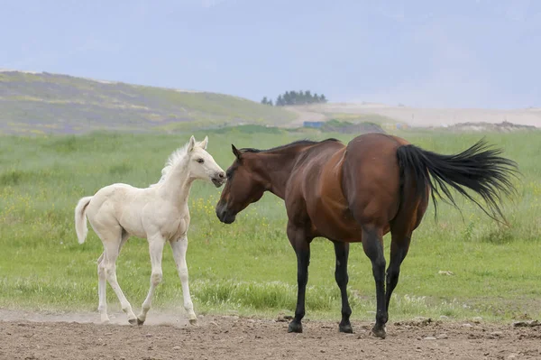 Cute White Pony Walks Adult Horse Polson Montana — Stock Photo, Image