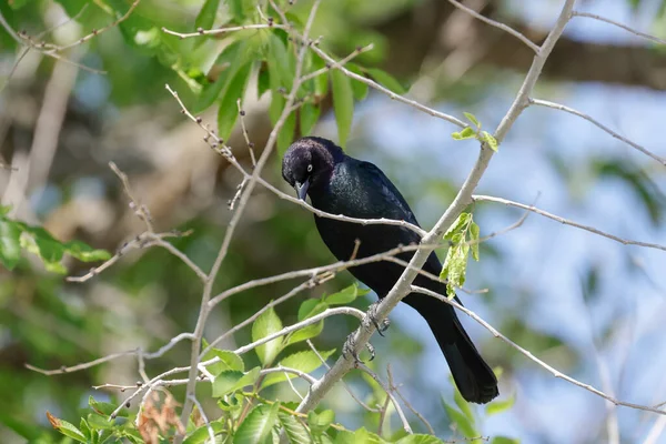 Common Grackle Perched Tree Charlo Montana — Stock Photo, Image