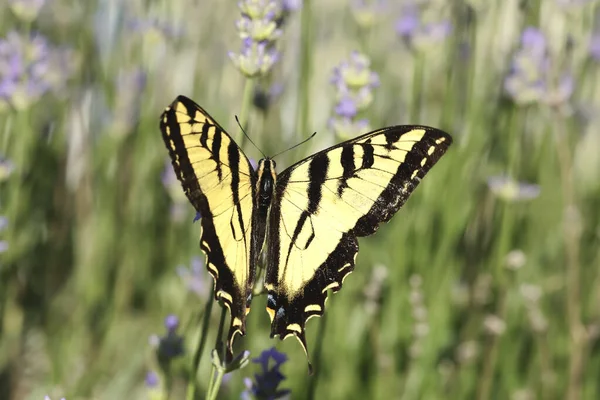 Желтая Ласточка Собирает Пыльцу Лавандовых Цветов Севере Айдахо — стоковое фото