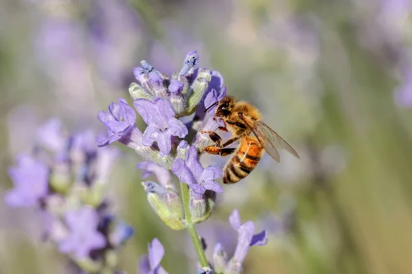 Honey Bee Gathers Pollen Lavender Plant North Idaho — Stock Photo, Image