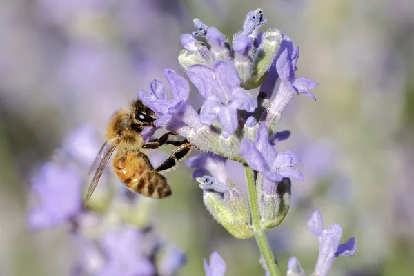 Ett Honungsbi Samlar Pollen Från Lavendelväxt Norra Idaho — Stockfoto