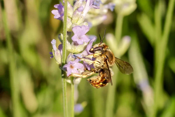 Une Abeille Domestique Recueille Pollen Une Plante Lavande Dans Nord — Photo