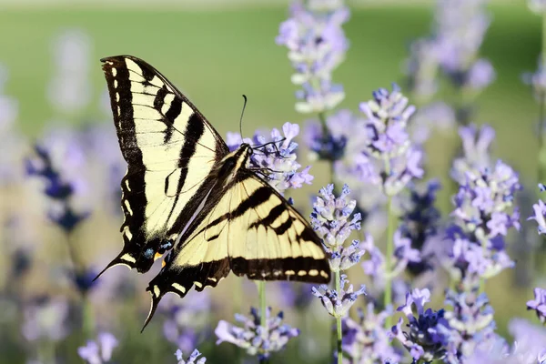 Rabo Andorinha Amarelo Está Coletando Pólen Flores Lavanda Norte Idaho — Fotografia de Stock