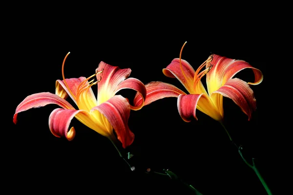 Fine Art Photo Two Day Lilies Set Black Background — Stock Photo, Image