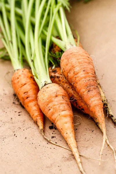 Close Photo Freshly Harvested Carrots Still Have Dirt Them North — Stock Photo, Image