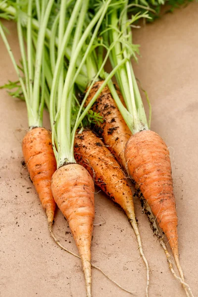 Close Photo Freshly Harvested Carrots Still Have Dirt Them North — Stock Photo, Image