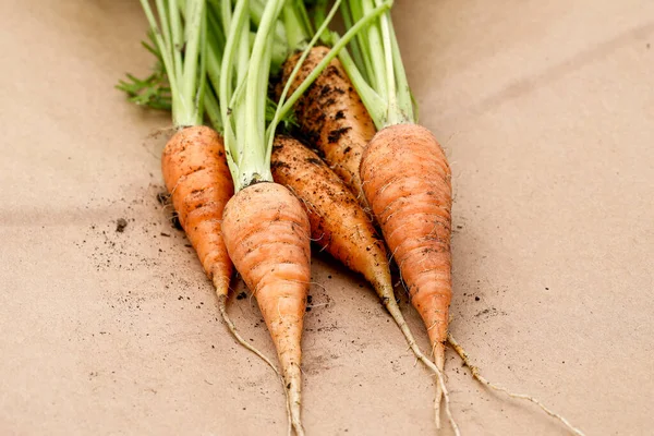 Close Photo Freshly Harvested Carrots Still Have Dirt Them North — Stock Photo, Image