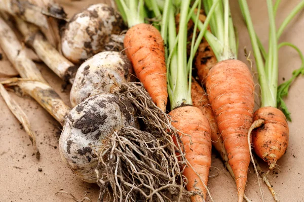 Close Photo Freshly Harvested Garlic Bulbs Carrots North Idaho — Stock Photo, Image