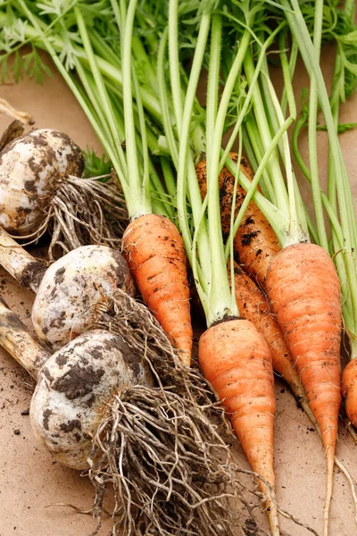 Close Photo Freshly Harvested Garlic Bulbs Carrots North Idaho — Stock Photo, Image