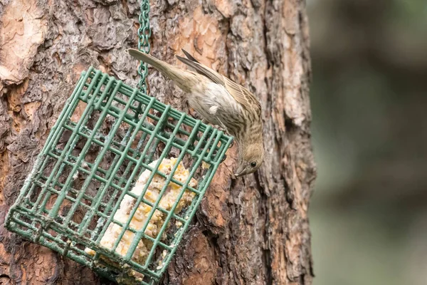 Gorrión Canción Está Comiendo Suet Una Jaula Suet Norte Idaho — Foto de Stock