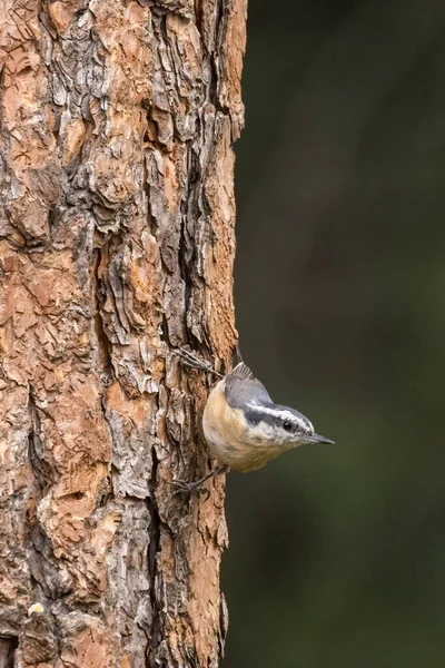 Red Breasted Nuthatch Clings Side Tree North Idaho — Stock Photo, Image