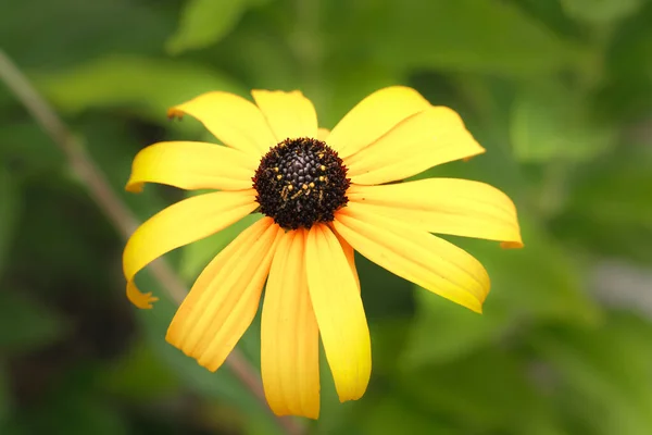 Une Photo Gros Plan Une Marguerite Susan Aux Yeux Noirs — Photo