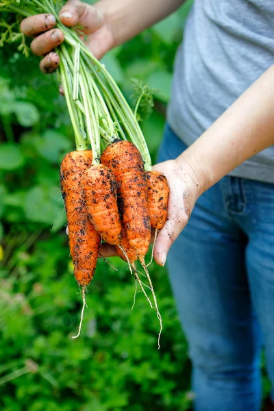Holding Out Bunch Freshly Harvested Carrots Still Have Dirt Them — Stock Photo, Image