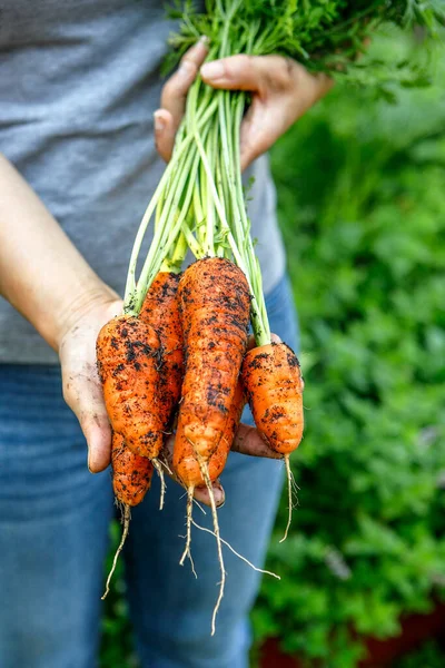 Holding Out Bunch Freshly Harvested Carrots Still Have Dirt Them — Stock Photo, Image