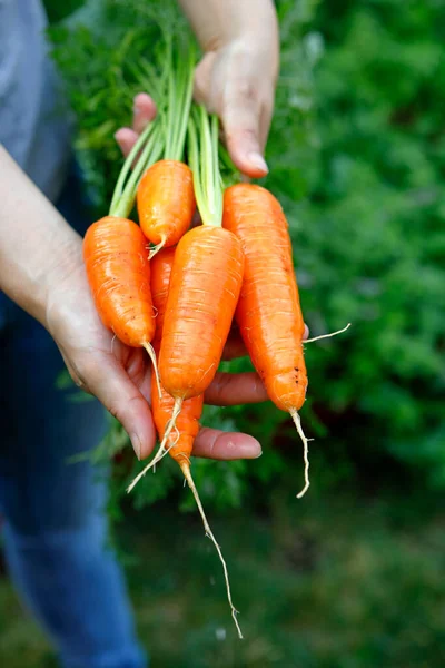 Holding Out Bunch Freshly Harvested Cleaned Carrots — Stock Photo, Image