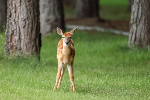 Small Fawn Faces Directly Camera Newman Lake Washington — Stock Photo, Image