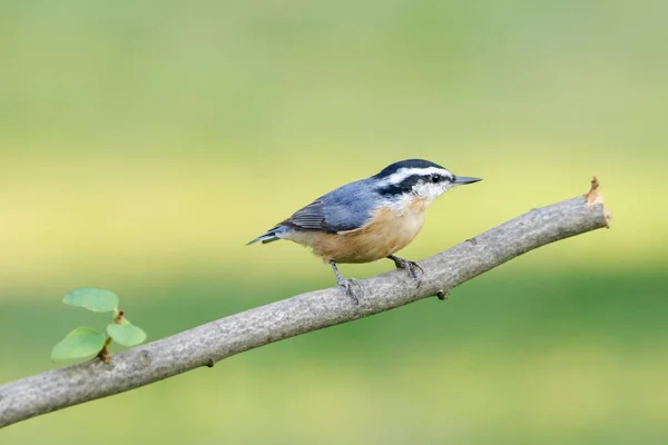 Small Red Breasted Nuthatch Perched Branch North Idaho — Stock Photo, Image