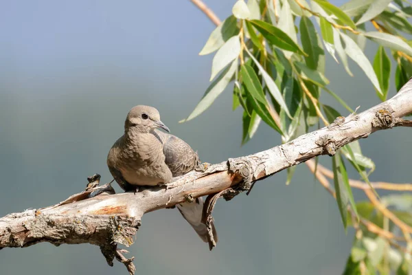 आयड बसल — स्टॉक फोटो, इमेज