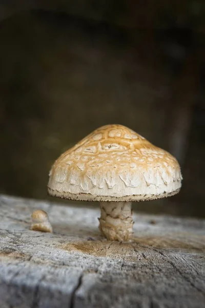 Close Large Capped Wild Mushroom Tree Stump Bonners Ferry Idaho — Stock Photo, Image