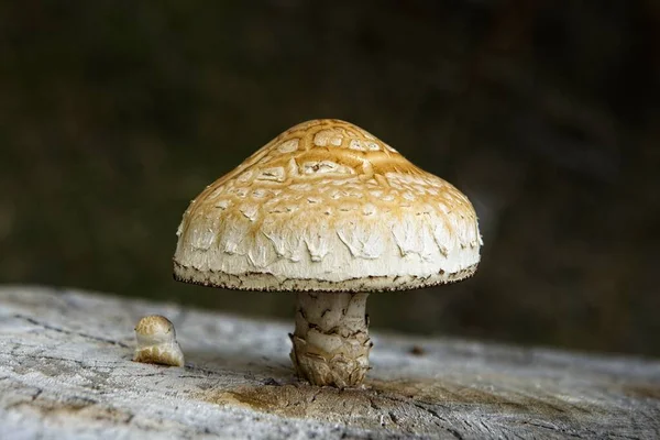 Een Close Van Een Grote Afgetopte Wilde Paddestoel Een Boomstronk — Stockfoto