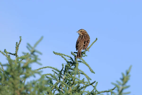 Small Lincoln Sparrow Perched Small Green Twig Saltese Flats Area — Stock Photo, Image